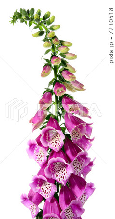 Digitalis 7230618