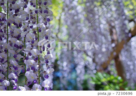 フジの花 7230696