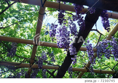 フジの花 7230745