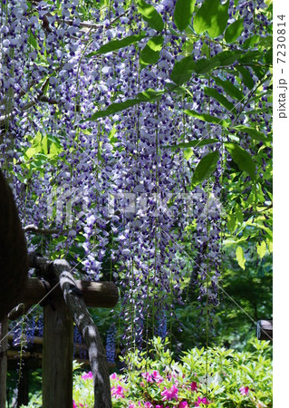 フジの花 フジの花 7230814