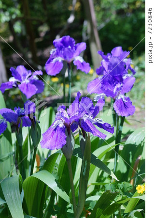 アヤメの花 アヤメの花 7230846