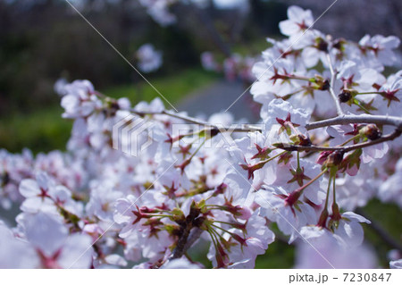 桜 桜 7230847