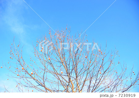 スズカケに雪帽子 7230919