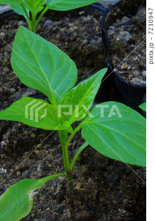 ピーマンの苗 7230947