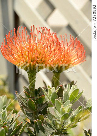 コーディフォリウム 7230992