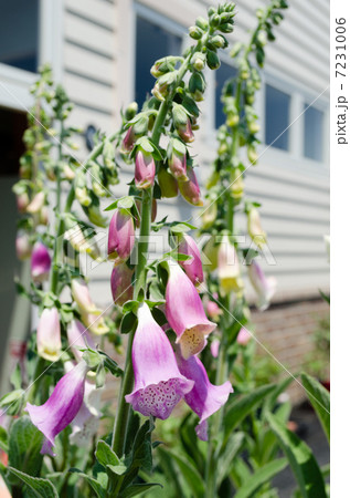 ジギタリス　シルバーフォックス 7231006