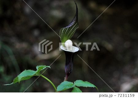ユキモチソウ 7231159