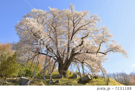 越代の桜 7231188