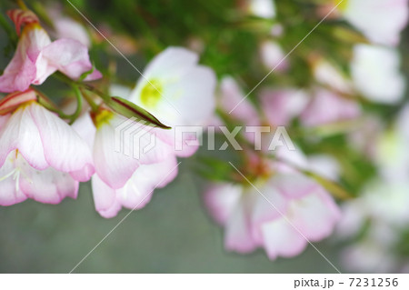 ヒルザキツキミソウ 7231256