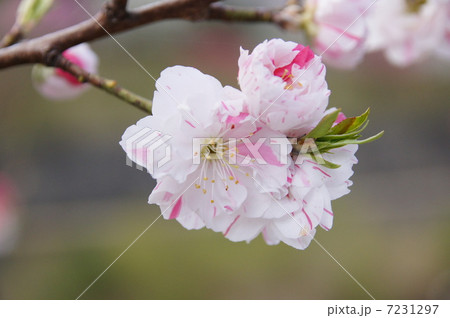 花桃 花桃 7231297