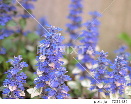 アジュガ 7231485