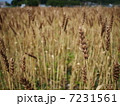 麦畑 7231561