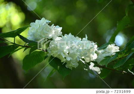 おおでまり 7231699