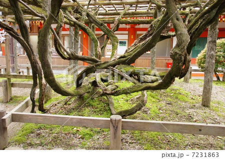 春日大社の砂ずりの藤 7231863