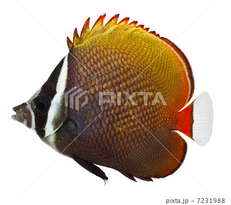 Collare butterflyfish Collare butterflyfish 7231988