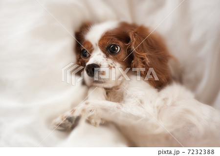 犬　キャバリア　老犬　動物　介護　衰弱　ベッド　寝たきり　病気 7232388