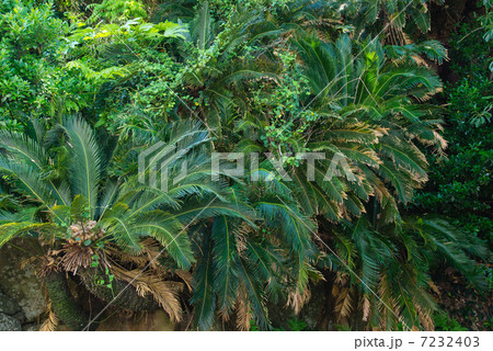 ソテツ自生地 7232403