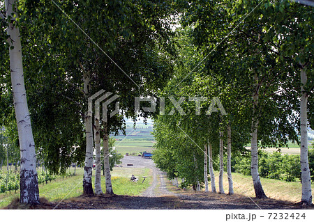 シラカバ並木 シラカバ並木 7232424