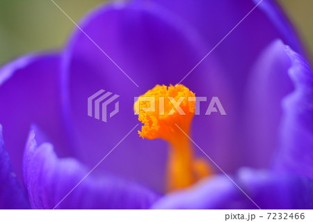クロッカスの花 7232466