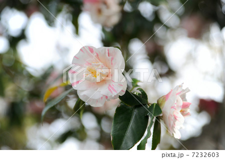 ツバキの花 7232603