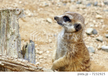 ミーアキャット 7232925