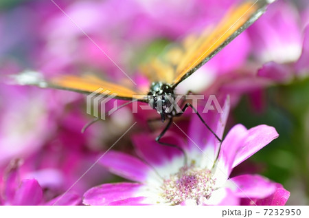 スジグロカバマダラ スジグロカバマダラ 7232950