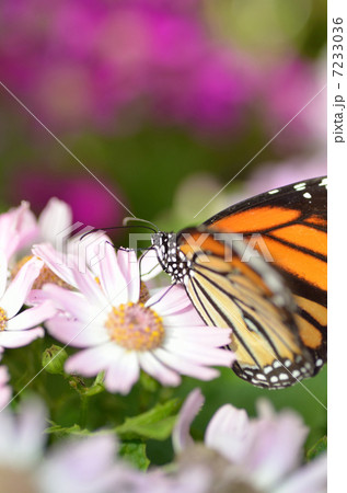 スジグロカバマダラ 7233036