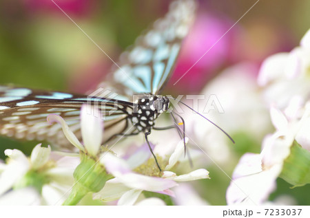 蝶の楽園 7233037