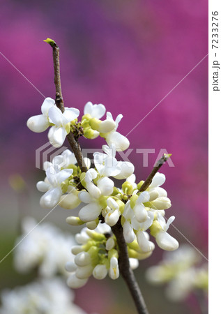 シロバナハナズオウ(白花花蘇芳) シロバナハナズオウ(白花花蘇芳) 7233276