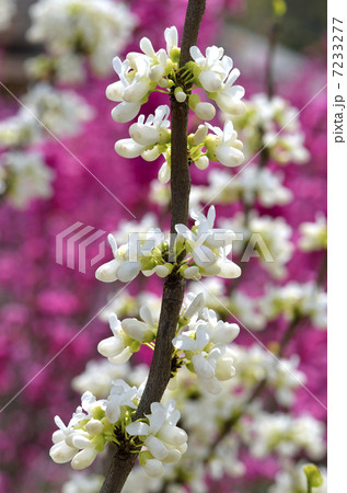 シロバナハナズオウ（白花花蘇芳） 7233277