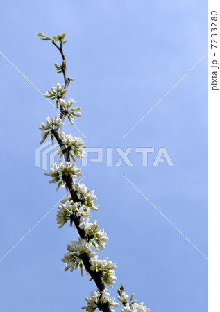シロバナハナズオウ(白花花蘇芳) シロバナハナズオウ(白花花蘇芳) 7233280