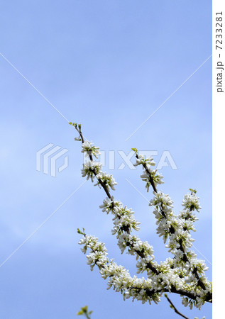 シロバナハナズオウ（白花花蘇芳） 7233281