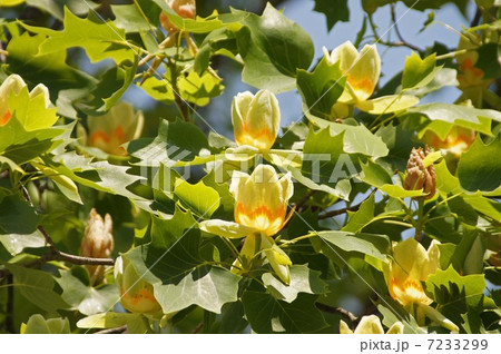 ユリノキ  ユリノキ  7233299