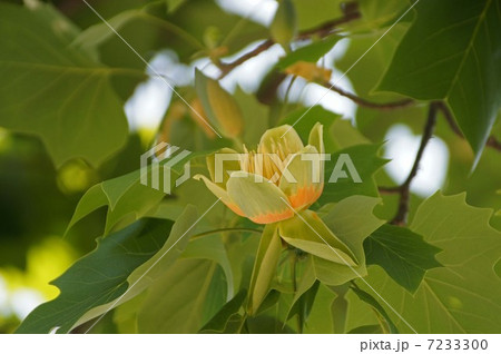 ユリノキ　 7233300