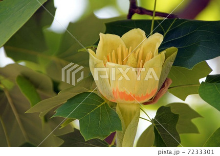 ユリノキ  ユリノキ  7233301