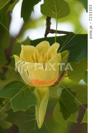 ユリノキ ユリノキ 7233303