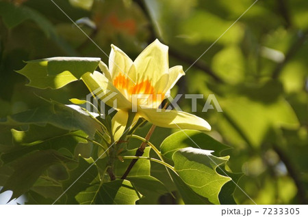 ユリノキ ユリノキ 7233305