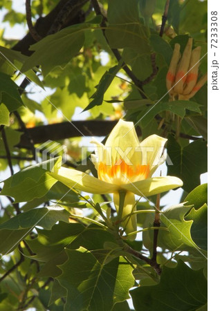 ユリノキ　 7233308
