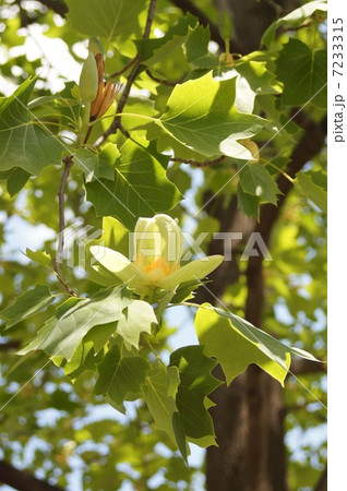 ユリノキ  ユリノキ  7233315