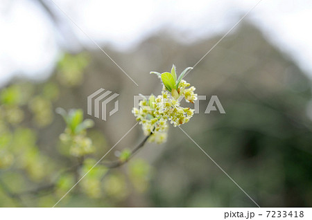 カナクギノキ花 カナクギノキ花 7233418