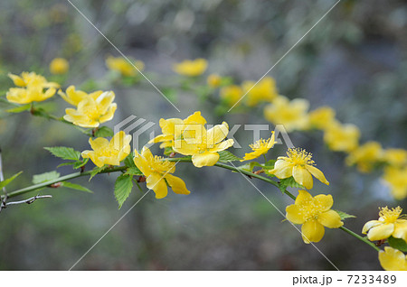 山吹の花 7233489