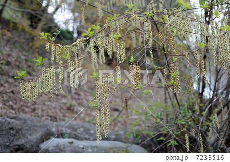 キブシの花 7233516