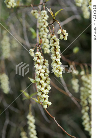 キブシの花 キブシの花 7233518