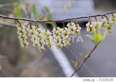 キブシの花 キブシの花 7233520