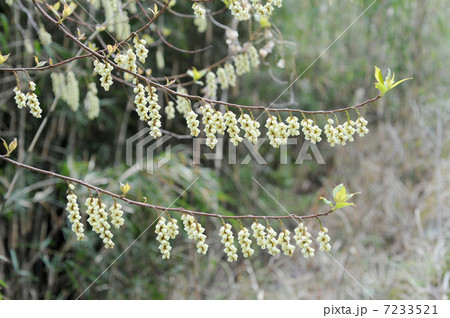 キブシの花 キブシの花 7233521