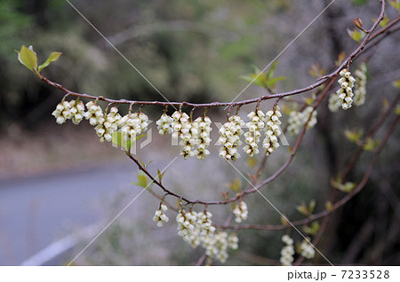 キブシの花 キブシの花 7233528