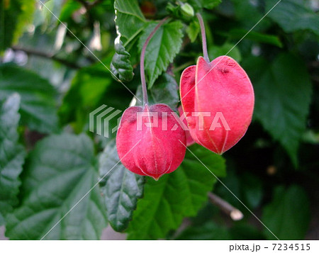 アブチロン　チロリアンランプ　花　植物 7234515