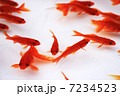 金魚 7234523