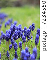 ムスカリ 7234550