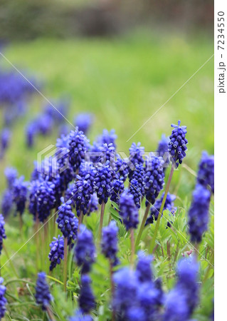 ムスカリ ムスカリ 7234550